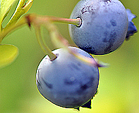 blueberries042