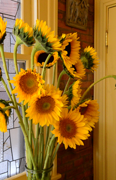 sunflowers19