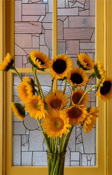 sunflowers20